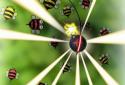 Bugs Circle screenshot 3