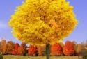 Autumn Trees Live Wallpaper screenshot 14