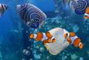 The real aquarium  LWP screenshot 10