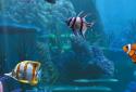 The real aquarium  LWP screenshot 13