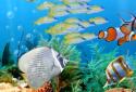 The real aquarium  LWP screenshot 14