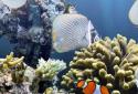 The real aquarium  LWP screenshot 2