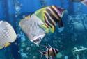 The real aquarium  LWP screenshot 3