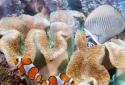 The real aquarium  LWP screenshot 4