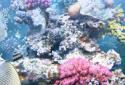 The real aquarium  LWP screenshot 5