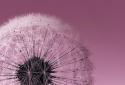 Galaxy S3 Pink Live Wallpaper screenshot 3