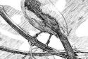 Sketch Guru screenshot 1
