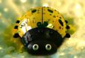 Ladybug Live Wallpaper screenshot 2