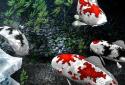My 3D Fish screenshot 2