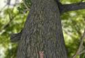 Squirrel screenshot 1