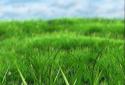 Grass LWP screenshot 1
