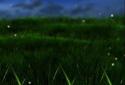 Grass LWP screenshot 4