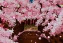 Sakura's Bridge Live Wallpaper screenshot 3