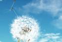 Dandelions LWP screenshot 1
