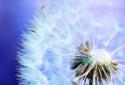Dandelions LWP screenshot 3