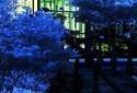 Night Sakura Live Wallpaper screenshot 1