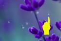Rain Drop n Flower LWP screenshot 2