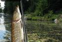 iFishing screenshot 2