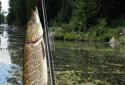 iFishing screenshot 2