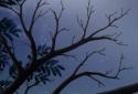 Owl Landscape screenshot 2