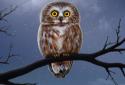 Owl Landscape screenshot 5