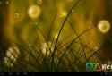 Colorful Summer Meadow screenshot 2