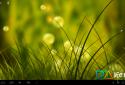 Colorful Summer Meadow screenshot 4