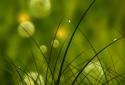 Colorful Summer Meadow screenshot 5