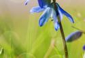 Blue Flowers Free LWP screenshot 1