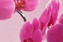 Xperia Mini Free Wallpaper screenshot 2