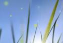 Xperia Z Cool Grass LWP screenshot 2