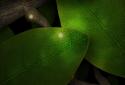 Tap Leaves LWP screenshot 2