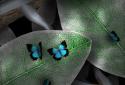 Tap Leaves LWP screenshot 5