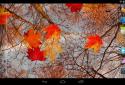 Осенний клен Live Wallpaper screenshot 8