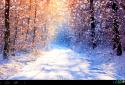 Winter Live Wallpaper HD screenshot 3