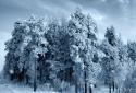 Falling Snow-Christmas LWP screenshot 5