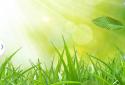Spring Live Wallpaper screenshot 4