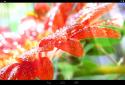 Spring Flowers Live Wallpaper / Весенние цветы живые обои screenshot 1