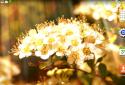 Spring Flowers Live Wallpaper / Весенние цветы живые обои screenshot 6