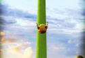 Flappy 3D screenshot 9