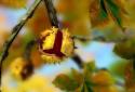 Autumn Leaves in HD Gyro 3D XL screenshot 1