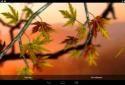 Autumn Leaves in HD Gyro 3D XL screenshot 18