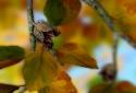 Autumn Leaves in HD Gyro 3D XL screenshot 2