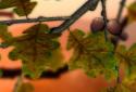 Autumn Leaves in HD Gyro 3D XL screenshot 5