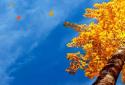 Прекрасная осень Живые обои / Beautiful Autumn screenshot 1