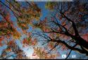 Прекрасная осень Живые обои / Beautiful Autumn screenshot 11
