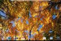 Прекрасная осень Живые обои / Beautiful Autumn screenshot 14