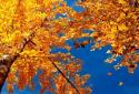 Прекрасная осень Живые обои / Beautiful Autumn screenshot 2