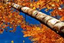Прекрасная осень Живые обои / Beautiful Autumn screenshot 3