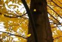 Прекрасная осень Живые обои / Beautiful Autumn screenshot 4